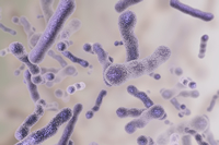 バイオフィルム